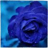 Rose Blau mit Regen - Brillenputztuch Microfaser